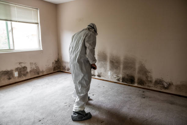 Best Industrial Mold Remediation  in USA